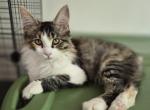 Tessa - Maine Coon Kitten For Sale - Germantown&comma; MD&comma; US