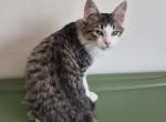 Mickie - American Bobtail Kitten For Sale - Germantown&comma; MD&comma; US