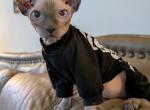 Phoenix - Sphynx Kitten For Sale - Alsip&comma; IL&comma; US