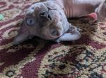 Cosmos - Domestic Cat For Sale - Alsip&comma; IL&comma; US