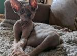 Atlas - Sphynx Kitten For Sale - Alsip&comma; IL&comma; US