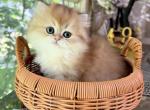 Brenda - British Shorthair Kitten For Sale - MD&comma; US