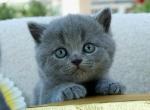 Ash - British Shorthair Kitten For Sale - 