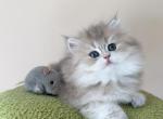 Betty - British Shorthair Kitten For Sale - 