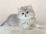 Baron - British Shorthair Kitten For Sale - 