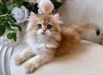 British Golden Longhair Female - British Shorthair Kitten For Sale - Orlando&comma; FL&comma; US