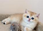 Boris - British Shorthair Kitten For Sale - 