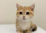 Huahua - Munchkin Kitten For Sale - New York&comma; NY&comma; US