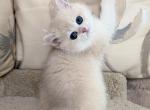 Butter - British Shorthair Kitten For Sale - MD&comma; US