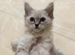 Rue - Ragdoll Kitten For Sale - New York&comma; NY&comma; US