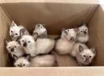 Siamese kittens - Siamese Kitten For Sale - MA&comma; US