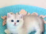 Brandon - British Shorthair Kitten For Sale - MD&comma; US