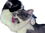 Pepper and Piper - Domestic Kitten For Sale - Waterford&comma; WI&comma; US