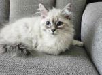 Siberian Nevas Kittens - Siberian Kitten For Sale - 