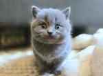 Misty - British Shorthair Kitten For Sale - Vancouver&comma; WA&comma; US