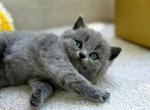 Misty - British Shorthair Kitten For Sale - Vancouver&comma; WA&comma; US