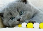 Misty - British Shorthair Kitten For Sale - Vancouver&comma; WA&comma; US