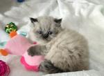 Himalayan Kittens - Himalayan Kitten For Sale - Brandon&comma; FL&comma; US