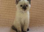 Lucy - Siamese Kitten For Sale - 