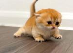 HTX Cupcake golden Scottish kilt munchkin fold - Munchkin Kitten For Sale - TX&comma; US