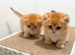 HTX Cupcake golden Scottish kilt munchkin fold - Munchkin Kitten For Sale - TX&comma; US