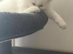 None - Persian Kitten For Sale - Wyandotte&comma; MI&comma; US
