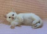 Sheldon - Siamese Kitten For Sale - Akron&comma; OH&comma; US