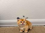HTX Cookie chunky munchkin golden shaded short leg - Munchkin Kitten For Sale - TX&comma; US