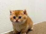 HTX Cookie chunky munchkin golden shaded short leg - Munchkin Kitten For Sale - TX&comma; US
