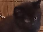 Pbc - Ragdoll Kitten For Sale - 