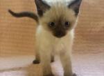 Simon - Siamese Kitten For Sale - 