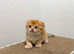 HTX Cake chunky munchkin fold long golden shaded - Munchkin Kitten For Sale - TX&comma; US