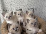 Siamese kittens - Siamese Kitten For Sale - Southwick&comma; MA&comma; US