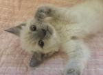 Asher - Siamese Kitten For Sale - 