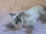 Indigo - Siamese Kitten For Sale - Akron&comma; OH&comma; US