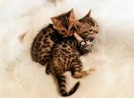 Bengal kittens high quality Tica - Bengal Kitten For Sale - Spokane&comma; WA&comma; US