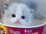 Jade - Ragdoll Kitten For Sale - Temple City&comma; CA&comma; US