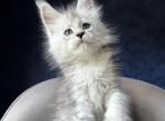 Imp - Maine Coon Kitten For Sale - Hollywood&comma; FL&comma; US