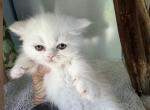 Exotic shorthair solid white female dollface - Exotic Kitten For Sale - Palm Coast&comma; FL&comma; US