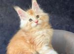 Han Solo - Maine Coon Kitten For Sale - Hollywood&comma; FL&comma; US