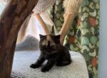 Exotic shorthair - Exotic Kitten For Sale - Palm Coast&comma; FL&comma; US