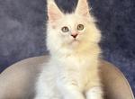 Glen Ellen - Maine Coon Kitten For Sale - Hollywood&comma; FL&comma; US