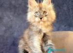 Gazel - Maine Coon Kitten For Sale - Hollywood&comma; FL&comma; US