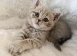 Benji - Scottish Straight Kitten For Sale - Providence&comma; RI&comma; US