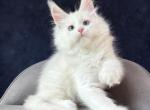 Gamin - Maine Coon Kitten For Sale - Hollywood&comma; FL&comma; US
