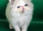 Nemo - Persian Kitten For Sale - Hollywood&comma; FL&comma; US