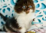 Xanti - Scottish Fold Kitten For Sale - Miami&comma; FL&comma; US