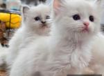 Skylar's babies - Ragdoll Kitten For Sale - 