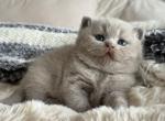 Harley's Lilac Boy - British Shorthair Kitten For Sale - Providence&comma; RI&comma; US