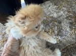 Exotic longhair Persian   female - Persian Kitten For Sale - Palm Coast&comma; FL&comma; US